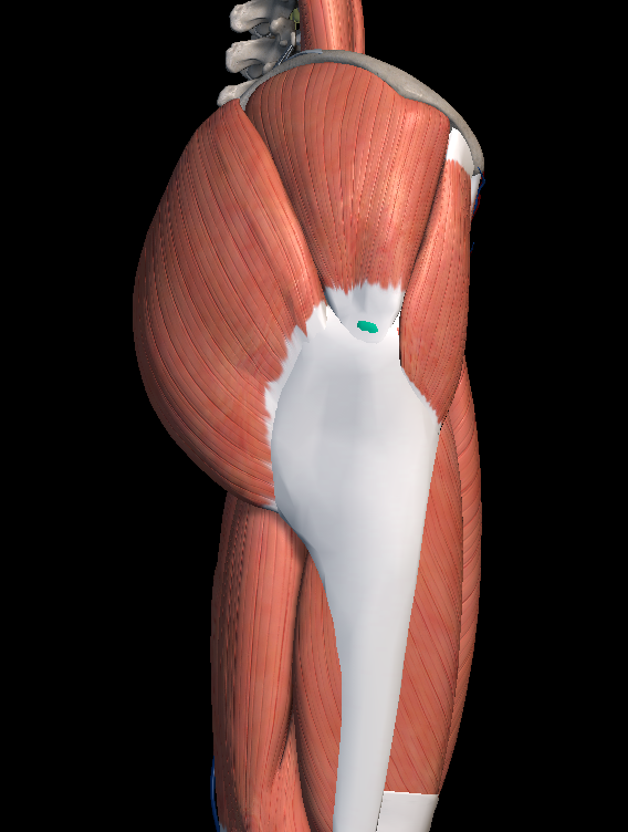 엉덩이 근육 구조