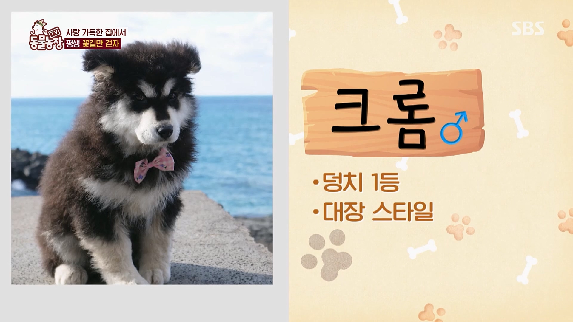 TV 동물농장.E1107.230205p.H264-F1RST.mp4_20230205_174004.932.jpg