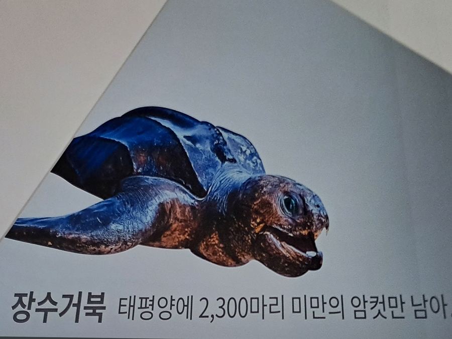 멸종위기-장수거북
