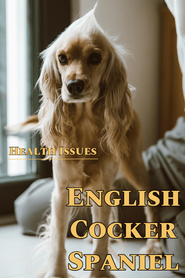 English Cocker Spaniel