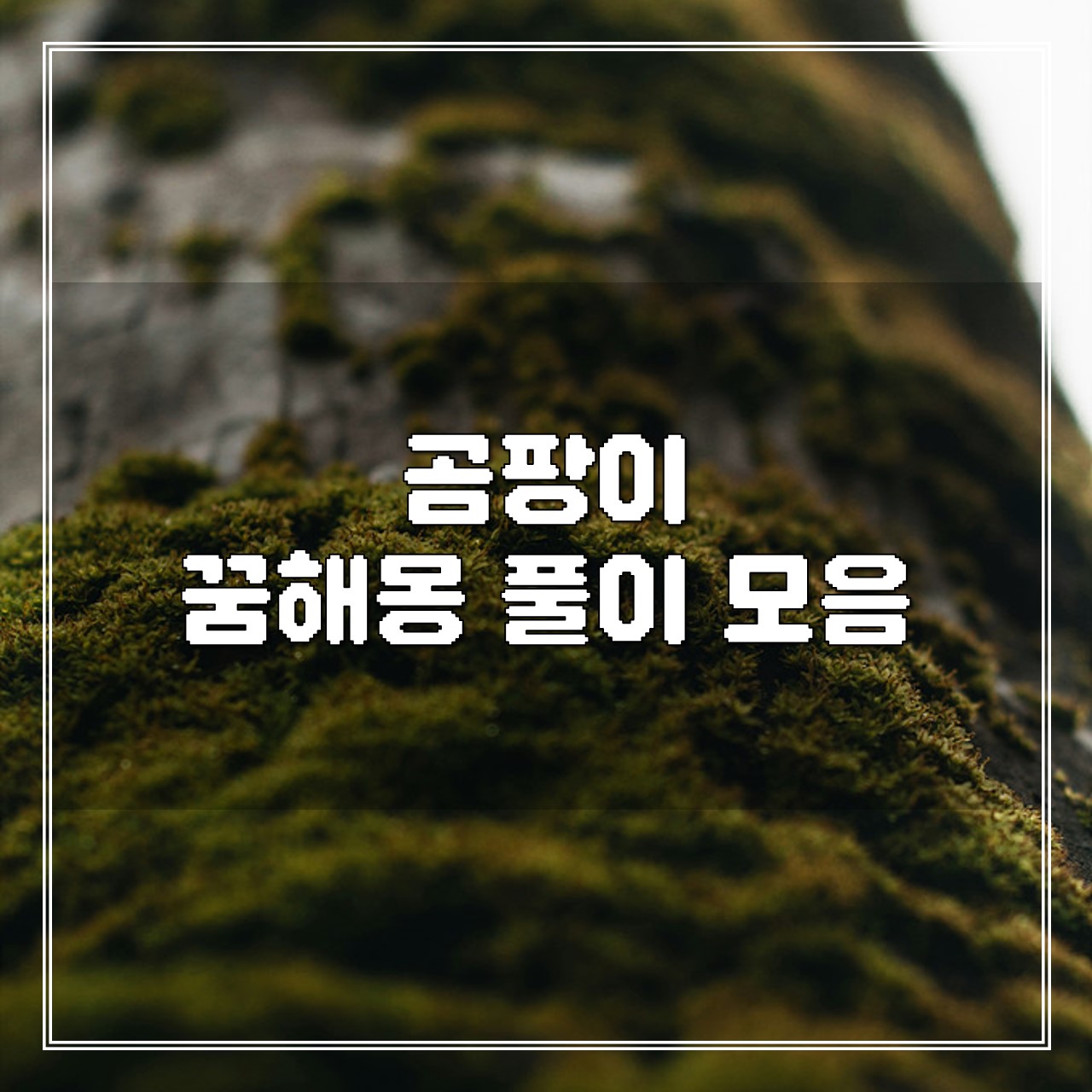 곰팡이 꿈해몽 풀이 모음 썸네일