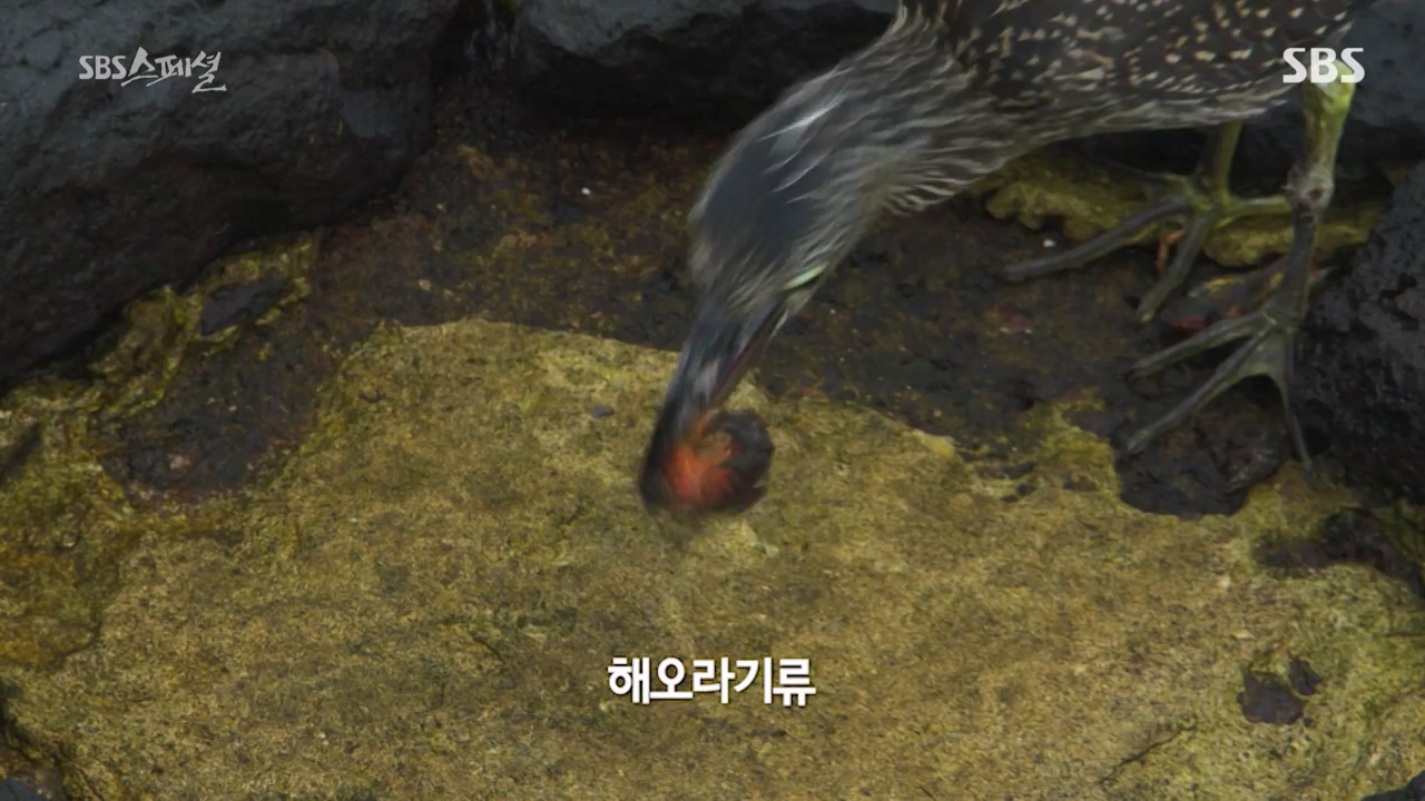 일요특선 다큐멘터리.E325.230724p-NEXT.mp4_20230726_213059.407.jpg