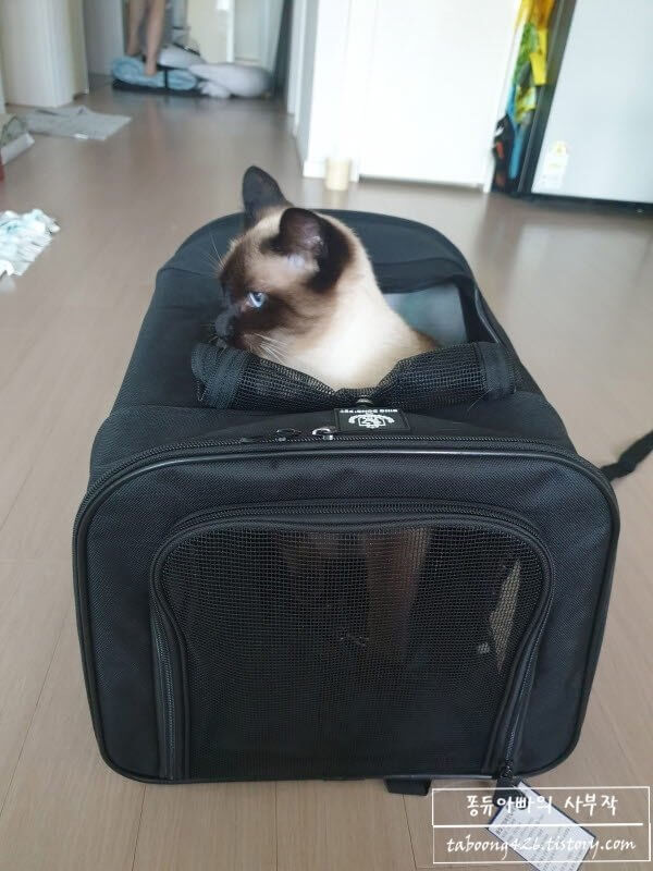 고양이 가방에서 고개만 내민 고양이