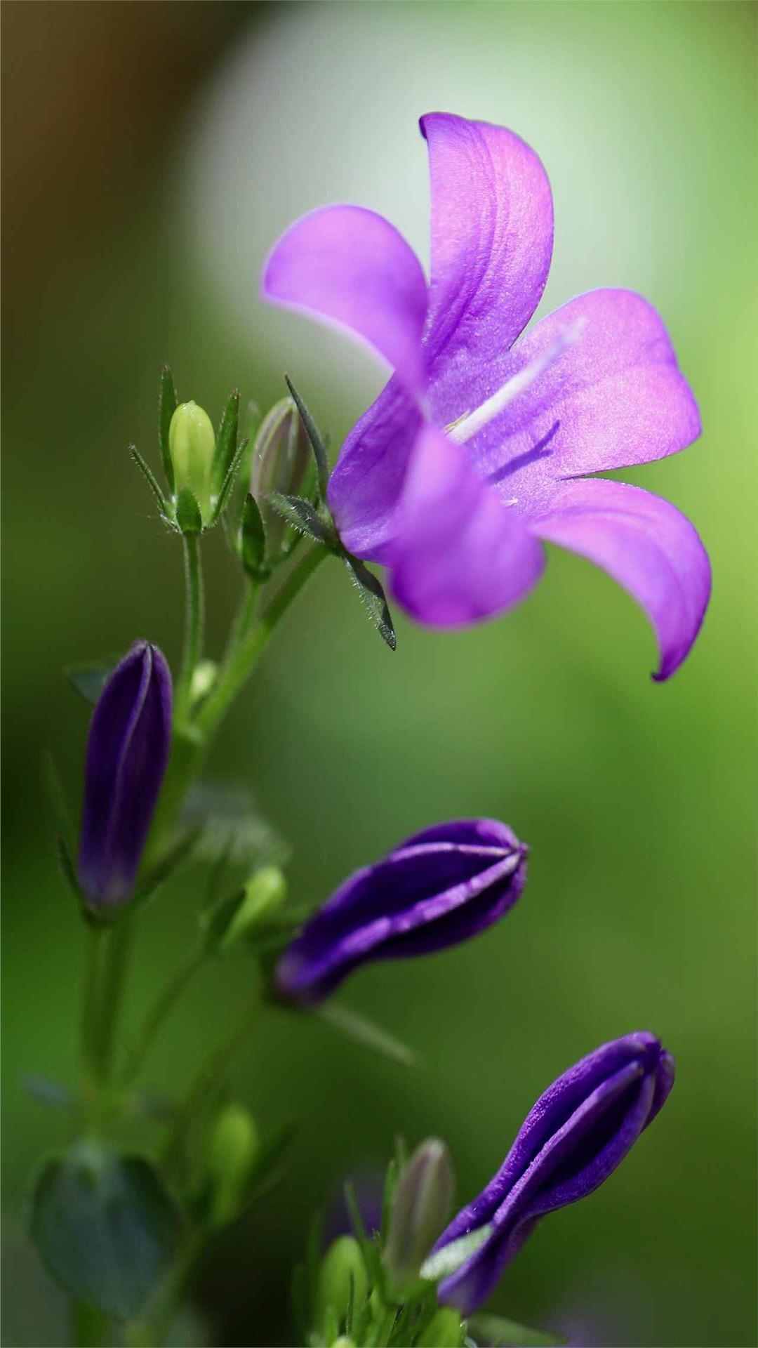 Bellflower Flower iPhone Wallpaper