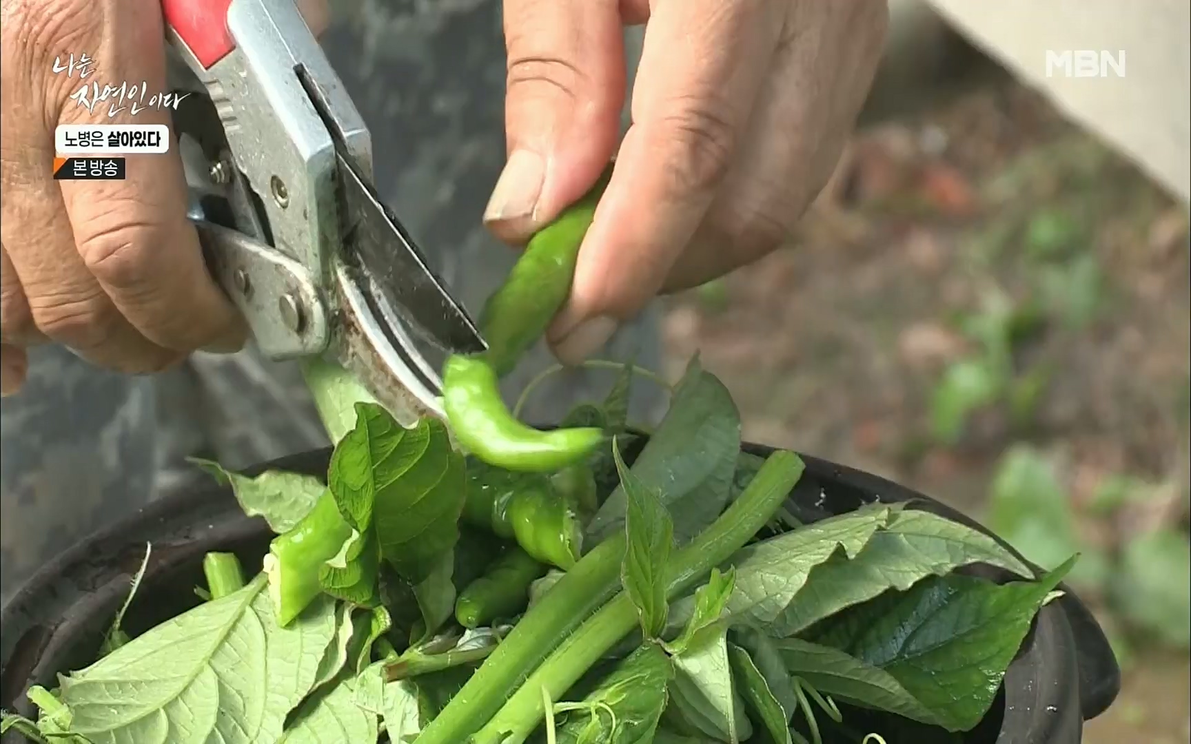 나는 자연인이다.E512.220727p.H264-F1RST.mp4_20220728_200927.116.jpg