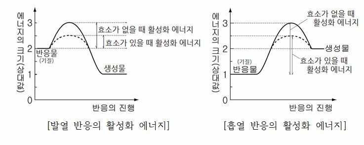  생명 과학1: 2-1단원(생명 활동과 에너지-물질 대사,세포 호흡과 기관계 작용,노폐물의 배설,대사성 질환)