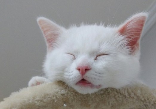  냄새를 맡고 입을 반쯤 벌리는 이유! 고양이 플레멘 반응
