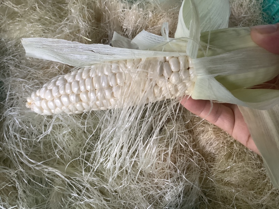 옥수수 수염차 만드는 법 칼로리 카페인의 부작용 8