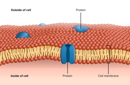 세포막의 구조&#44; 인지질 이중층과 막단백질로 구성