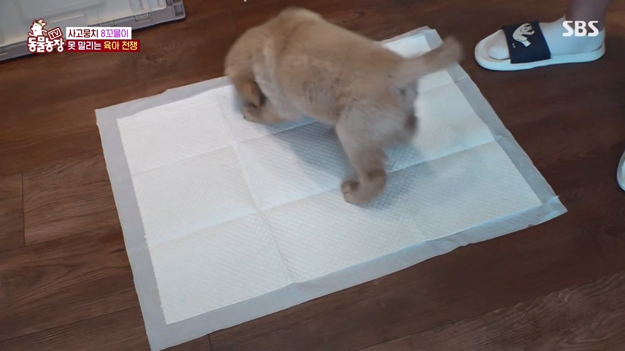 TV 동물농장.E1132.230807p-NEXT.mp4_20230806_164219.885.jpg