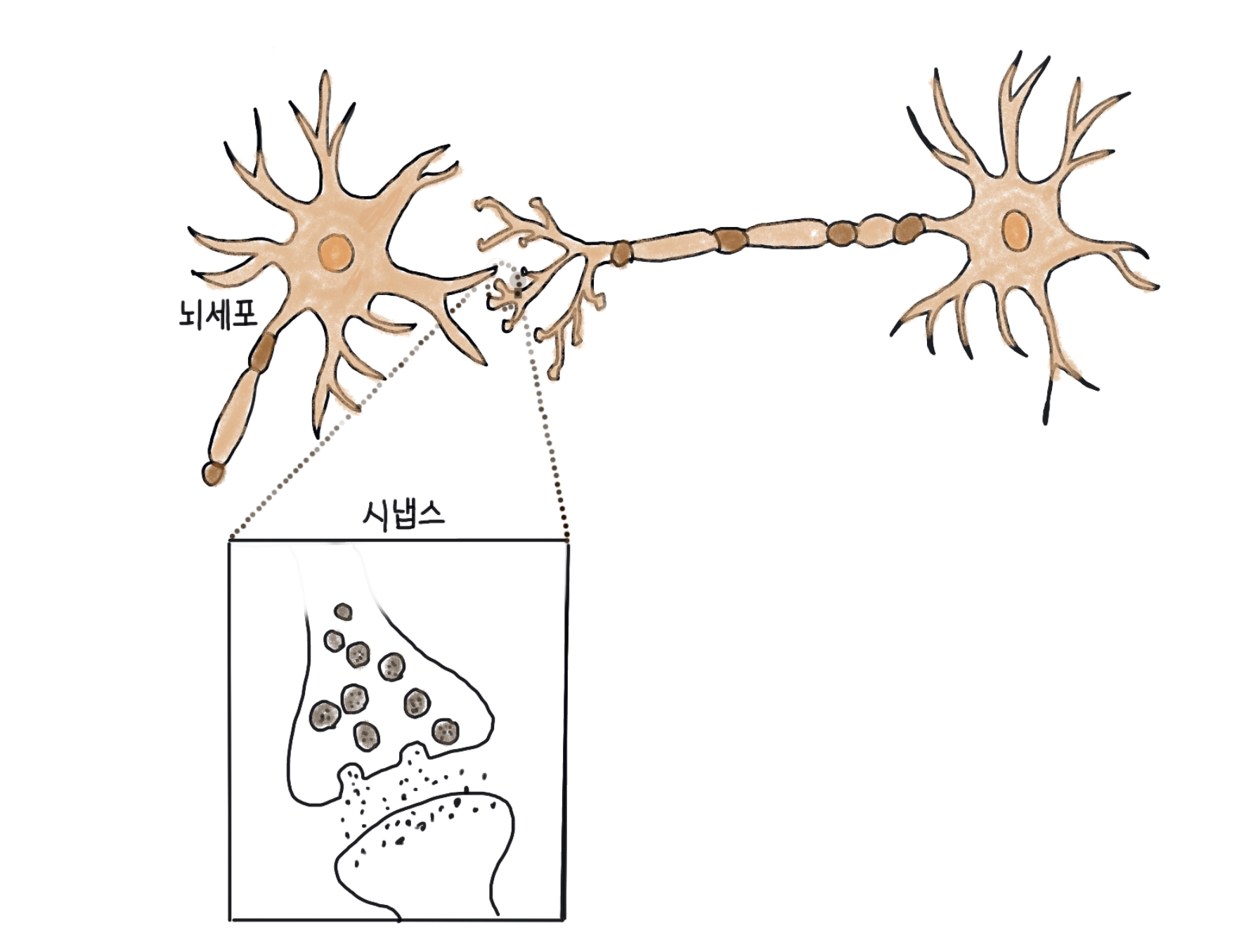시냅스(synapse)