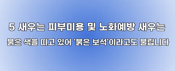  5 새우는 피부미용 및 노화예방 새우는 붉은 색을 띠고 있어 '붉은 보석'이라고도 불립니다