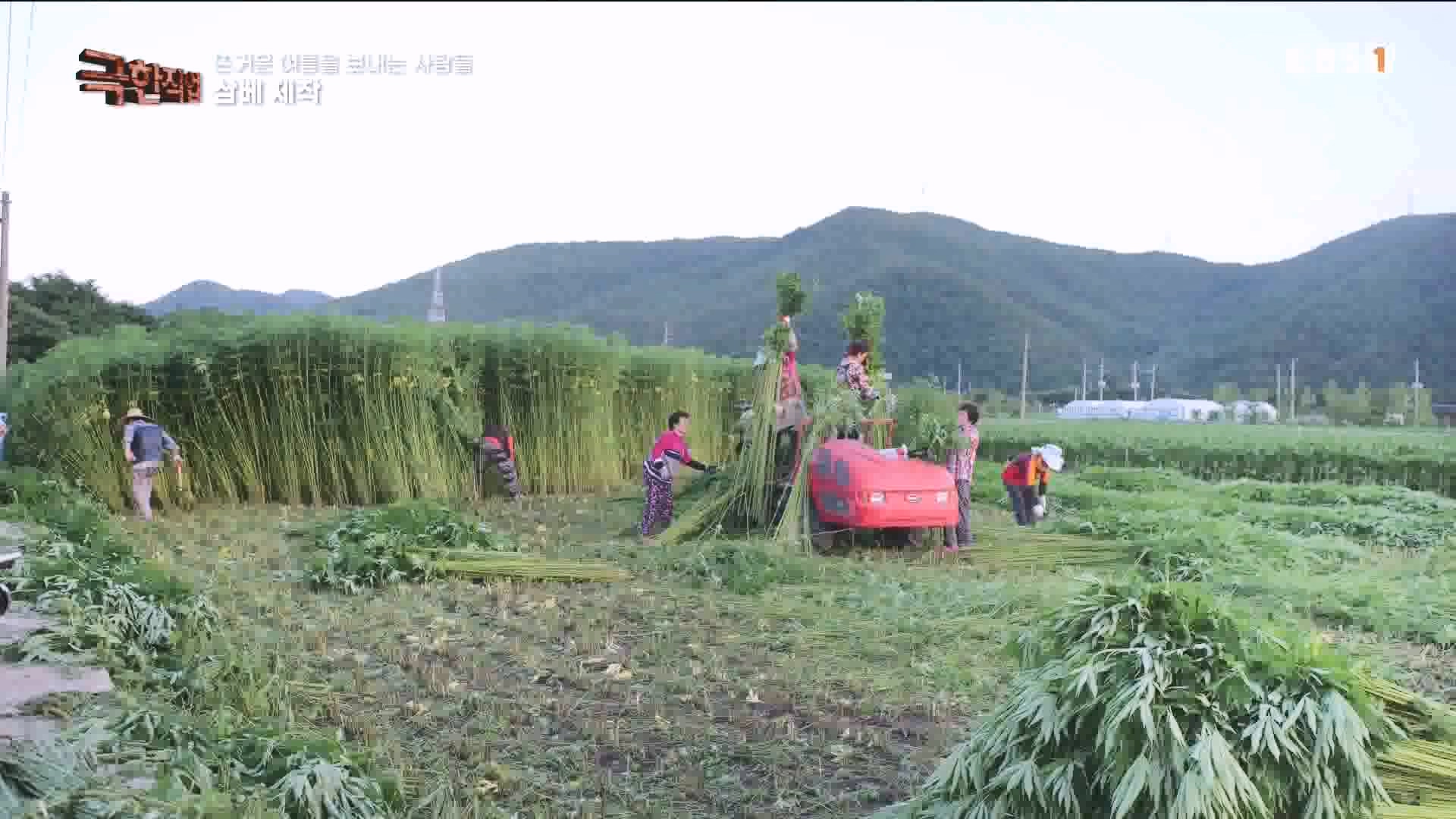 [극한 직업] 삼베 제작과 농어잡이 230812p.mp4_20230814_204002.688.jpg