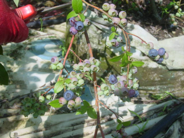 블루베리 열매가 많이 달린 가지 처리방법