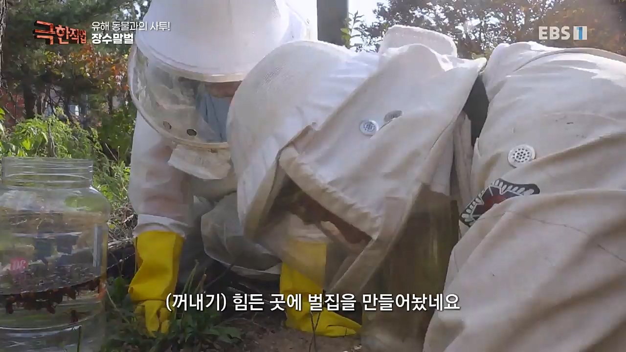 TV - 교육의 중심 EBS유해 동물과의 사투! 등검은말벌, 야생 멧돼지 퇴치.mp4_20221129_195007.930.jpg