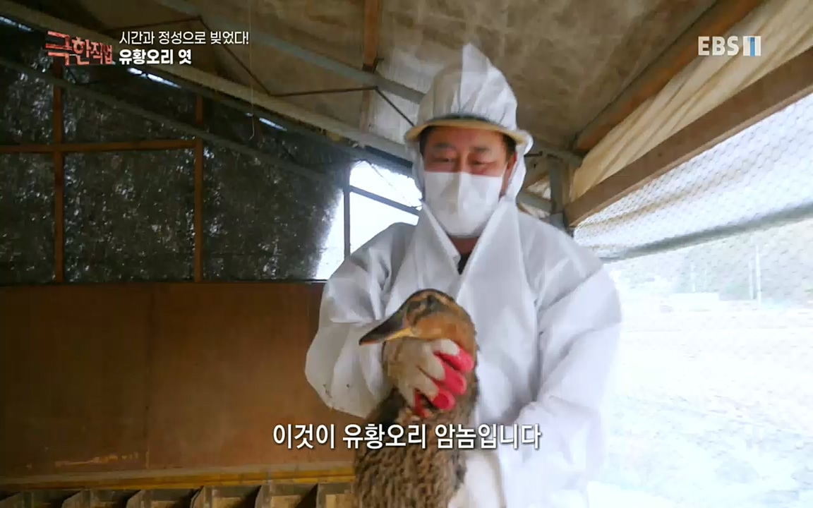 TV - 교육의 중심 EBS시간과 정성으로 빚었다! 유황오리 엿, 죽력, 도라지정과.mp4_20220521_185519.622.jpg