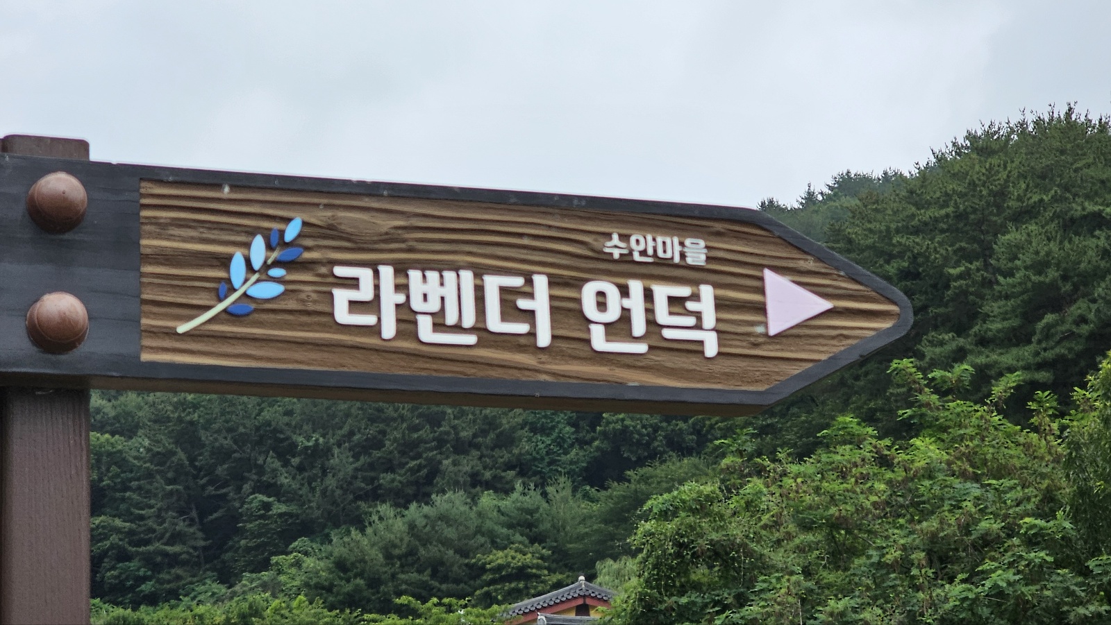 2024년 김해 수안마을 수국정원 수국축제 후기