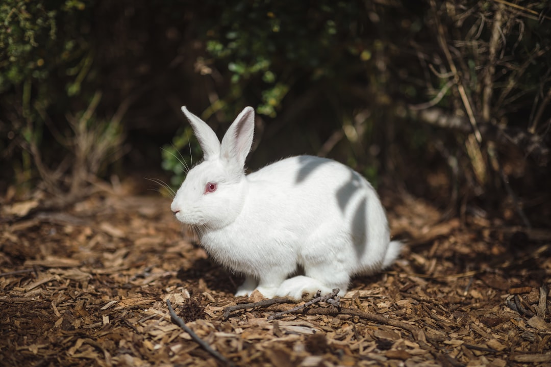 Rabbit
