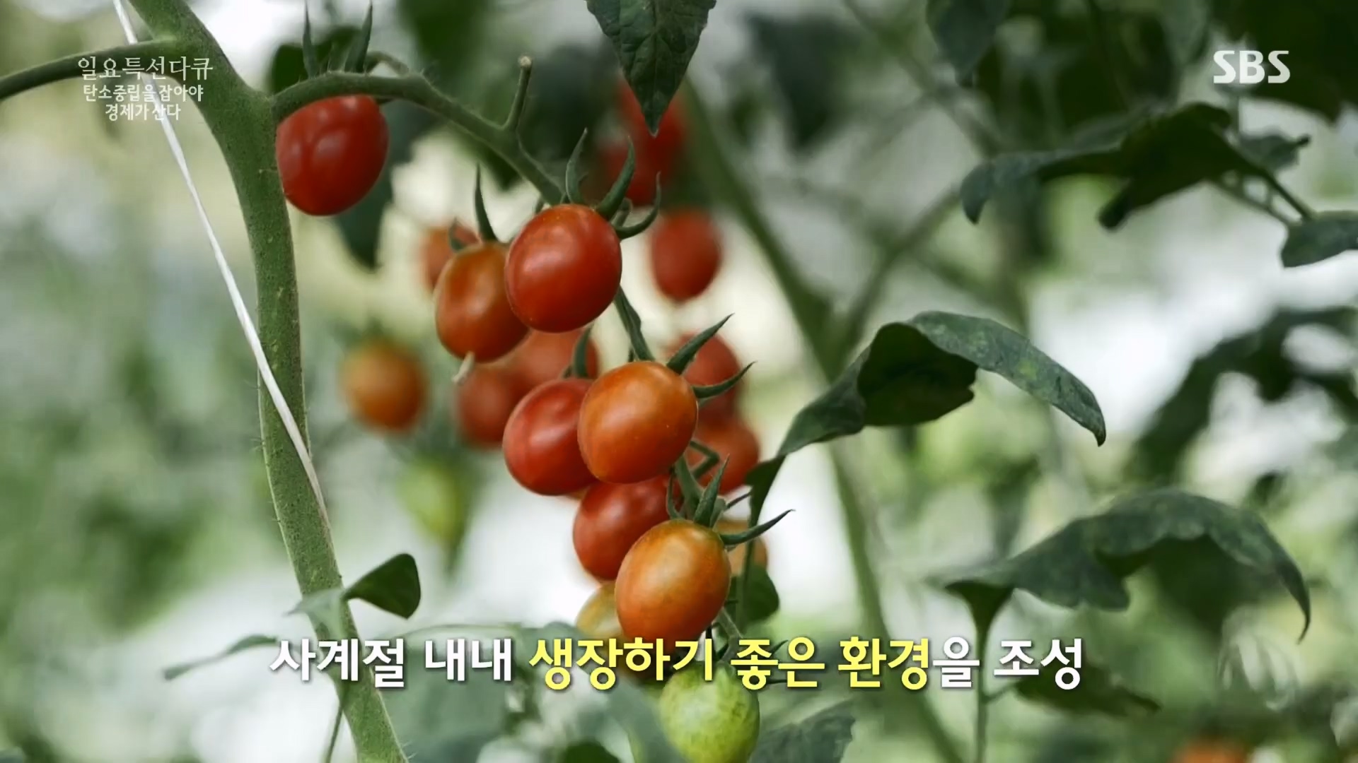 일요 특선 다큐멘터리.E320.230917p.H264-F1RST.mp4_20230925_203214.419.jpg