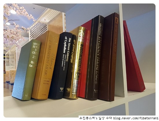 레드콜리 사진 7
