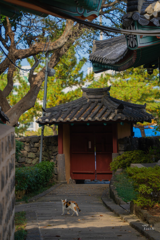 제주 삼성혈 고양이 산책