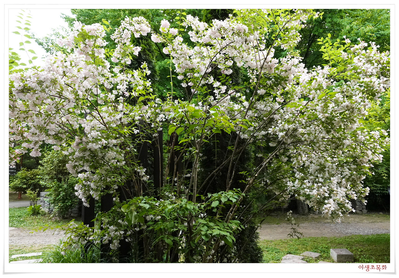 흰 꽃이 탐스럽게 핀 위실나무가 가지를 늘어뜨리고 있는 사진