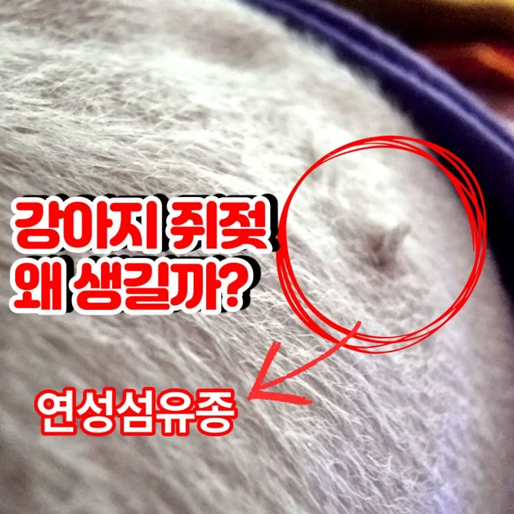 강아지 쥐젖 사마귀 지방종 증상 치료법_1