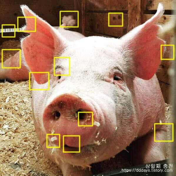 돼지-사진-위에-표시된-정답-12개