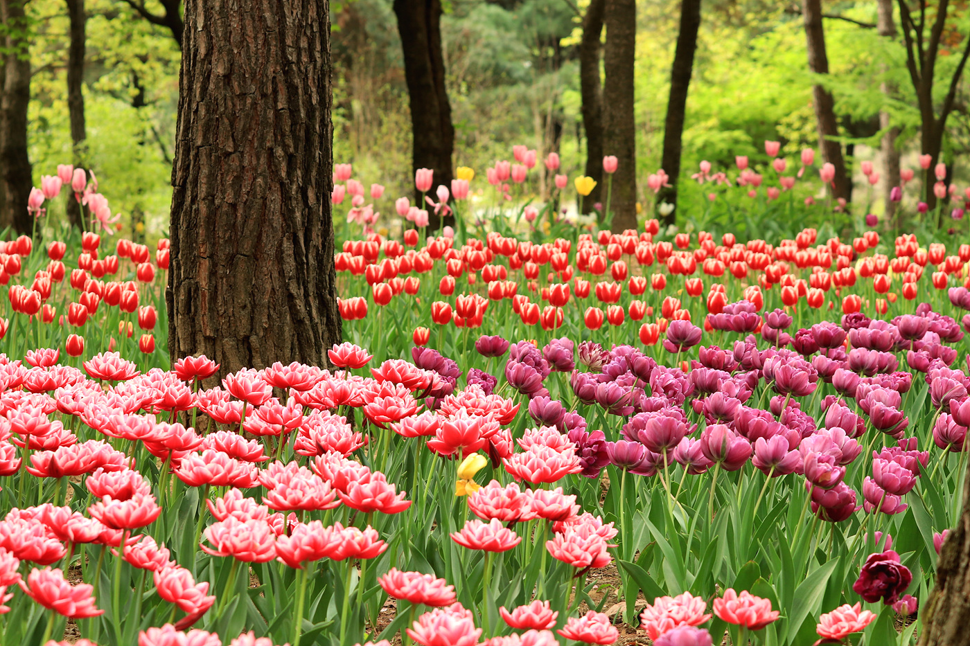 주말 서울숲 튤립 개화 현황… 22