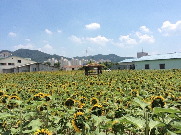  해바라기