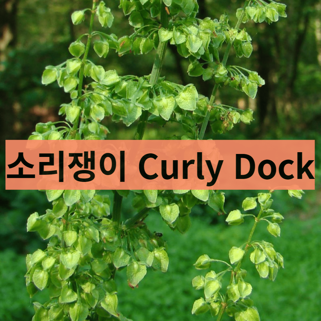  간 해독에 좋은 소리쟁이 Curly Dock