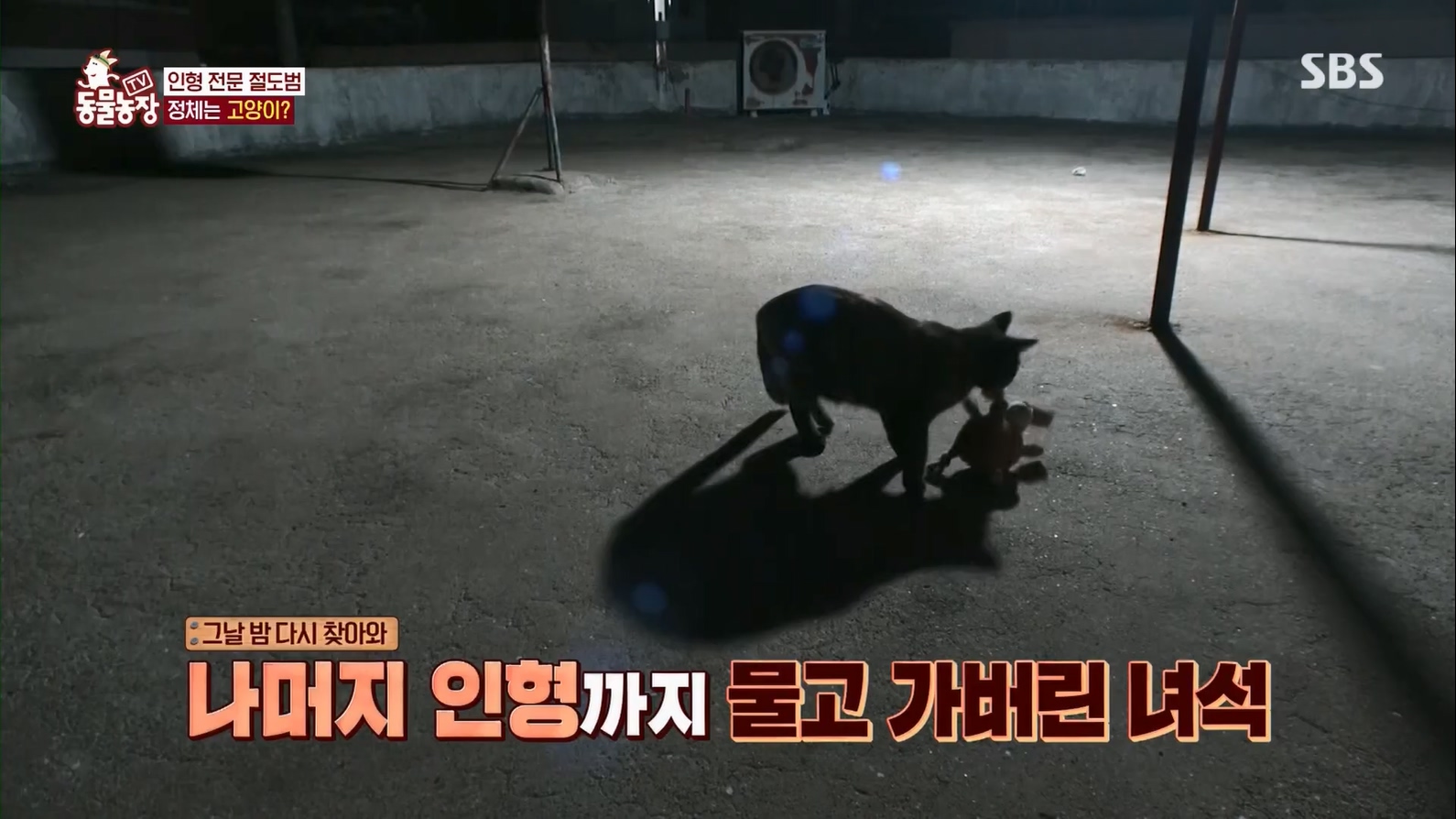 TV 동물농장.E1127.230702p.H264-F1RST.mp4_20230704_212703.518.jpg