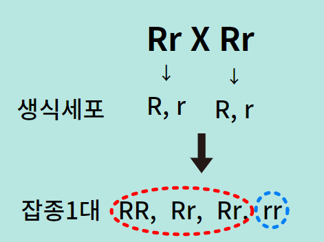 멘델의 유전원리 2