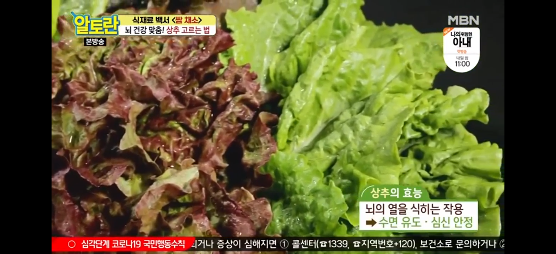  상추의 종류와 신선하게 보관하는 방법!(알토란 식재료백서)
