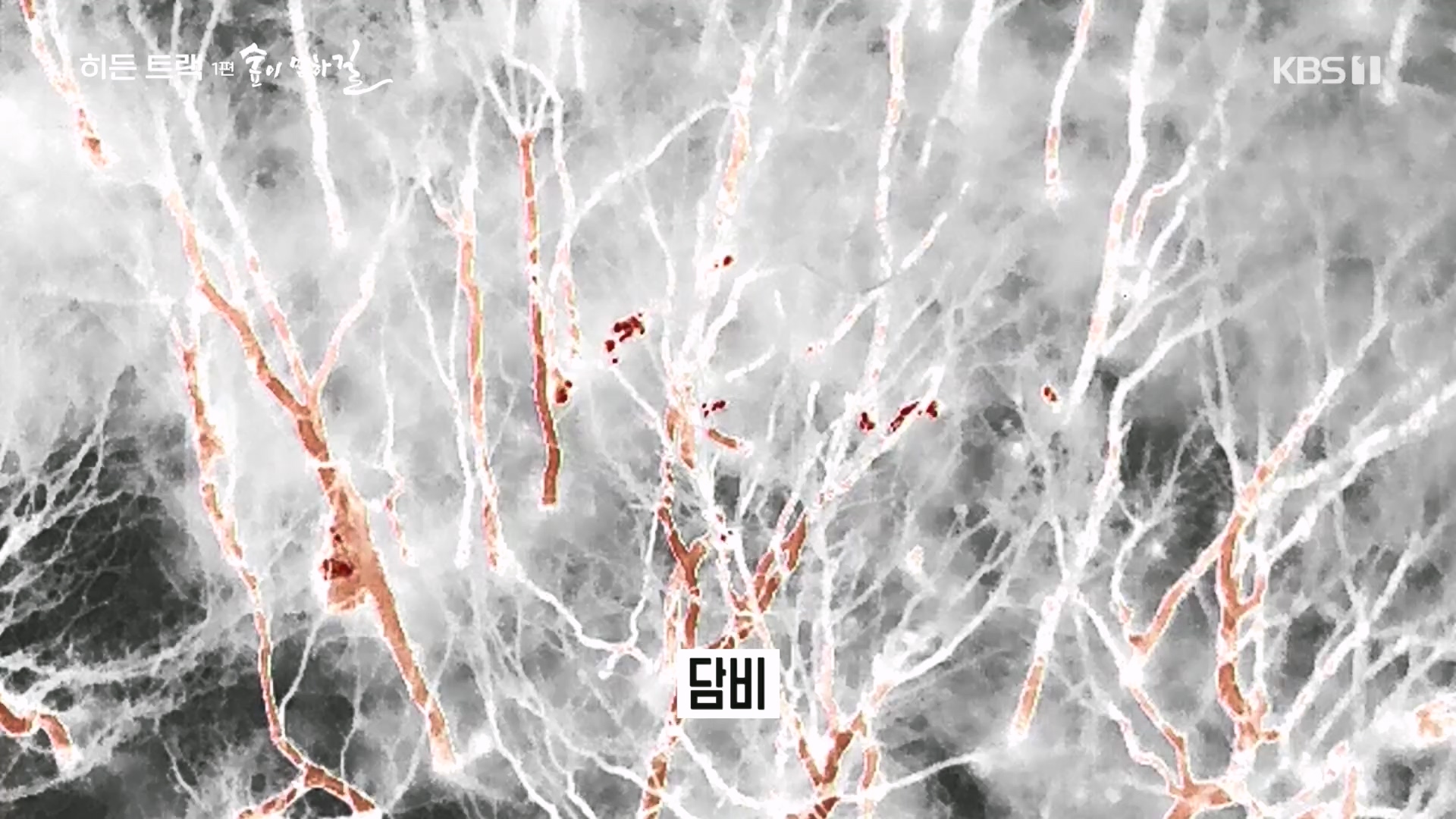 다큐 인사이트.E176.231214p.H264-F1RST.mp4_20231215_205444.426.jpg
