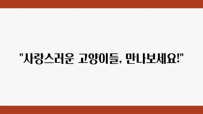 예쁜 고양이 종류 TOP 5 입양하기 좋은 고양이