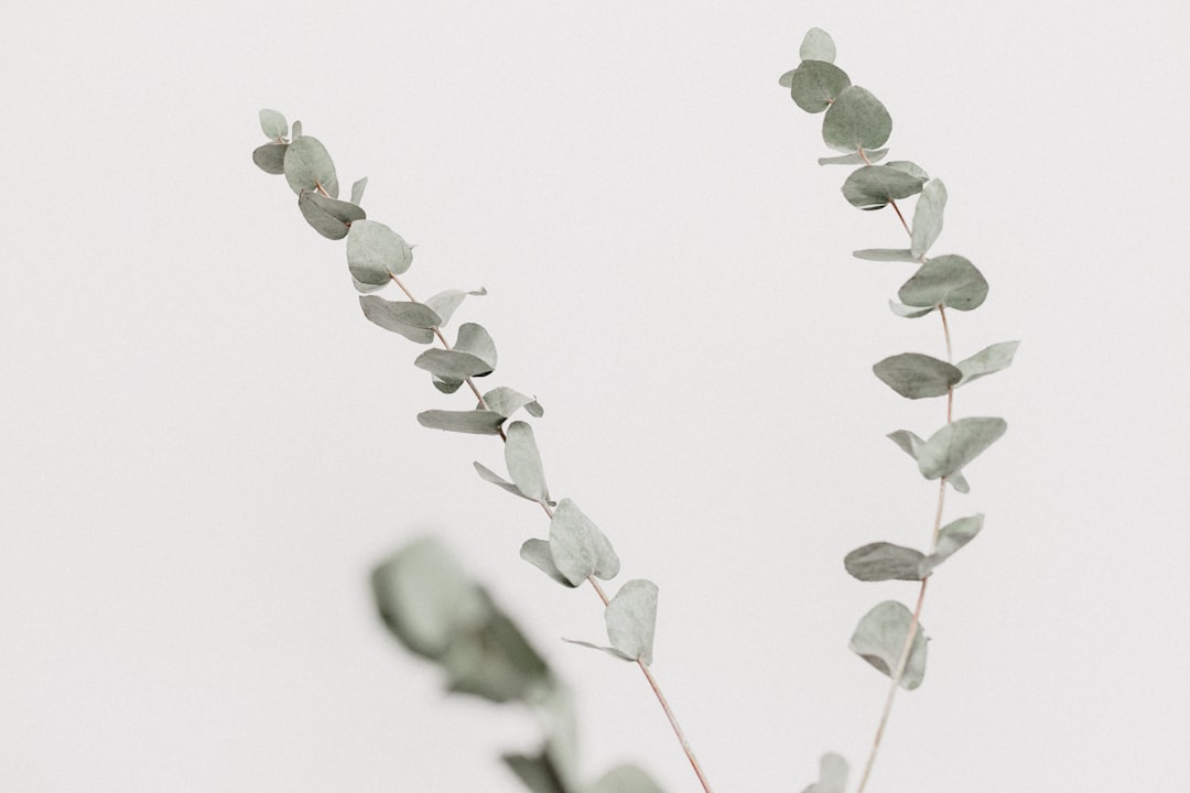 Eucalyptus