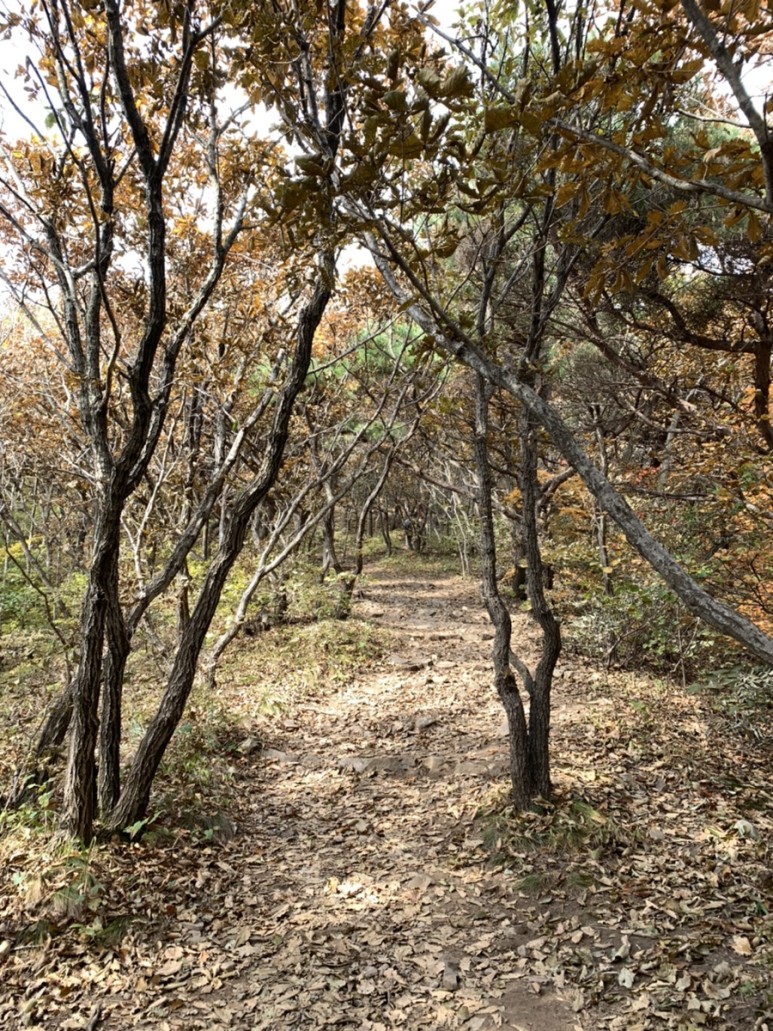 오서산 최단코스 [BAC 100대명산 / 보령 오서산 최단코스] 오서산자연휴양림 ~ 월정사 2