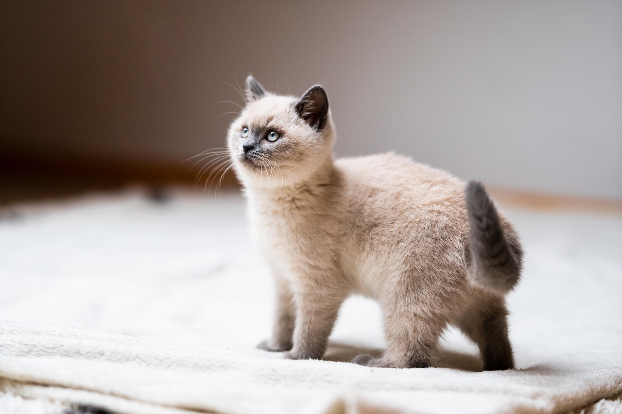 고양이 털 관리