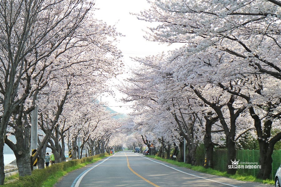만개한 벚꽃터널 모습