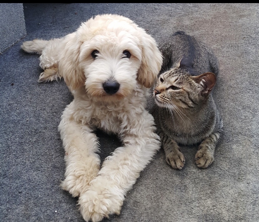 고양이와 강아지 사진