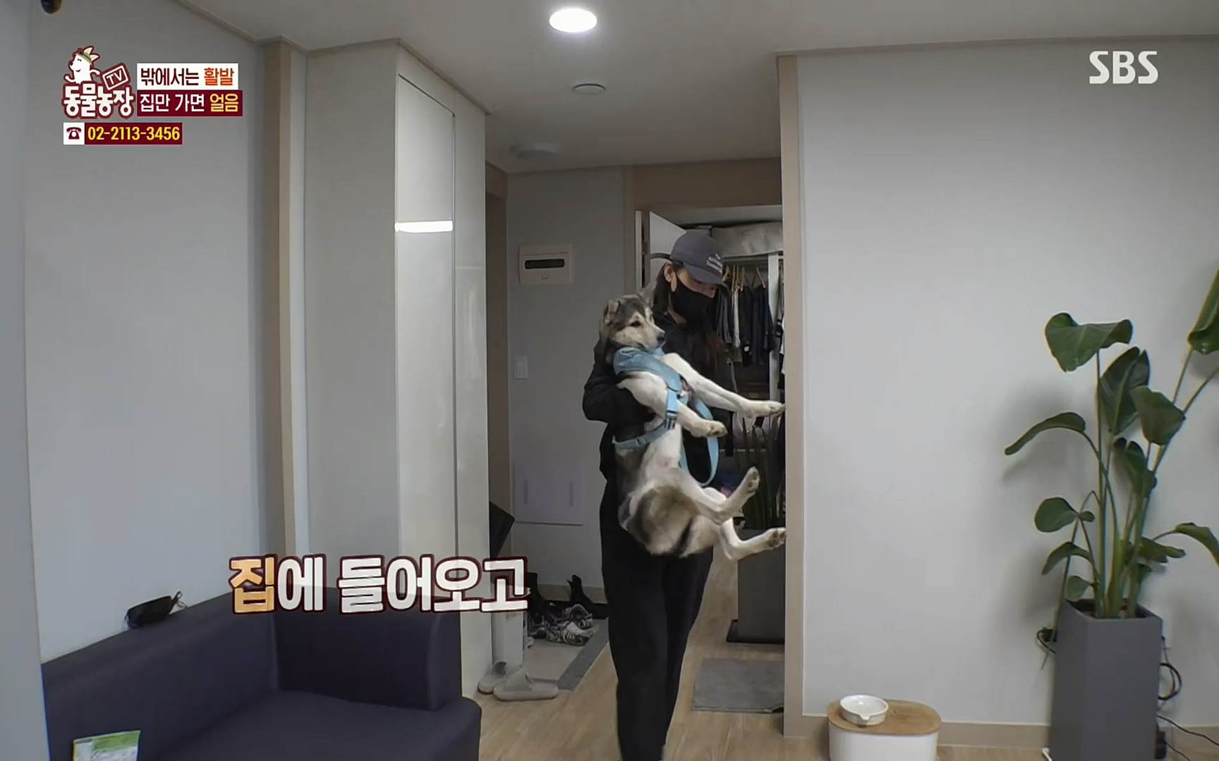 TV 동물농장.E1066.220424p.H264-F1RST.mp4_20220424_201017.072.jpg