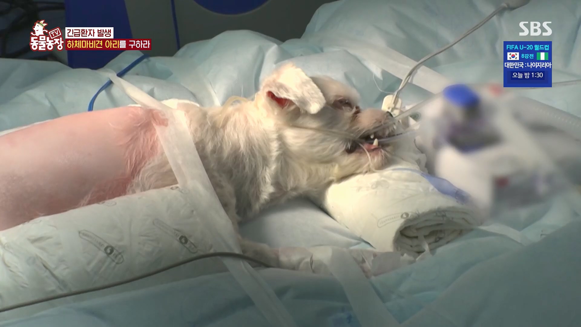 TV 동물농장.E1123.230604p.H264-F1RST.mp4_20230604_173307.257.jpg