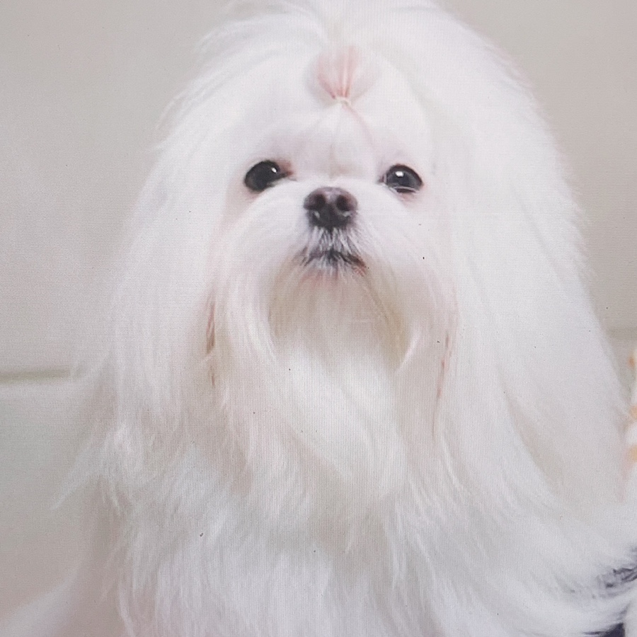 말티즈 키울 때 꼭 읽어보세요 소형견 종류 미니 7