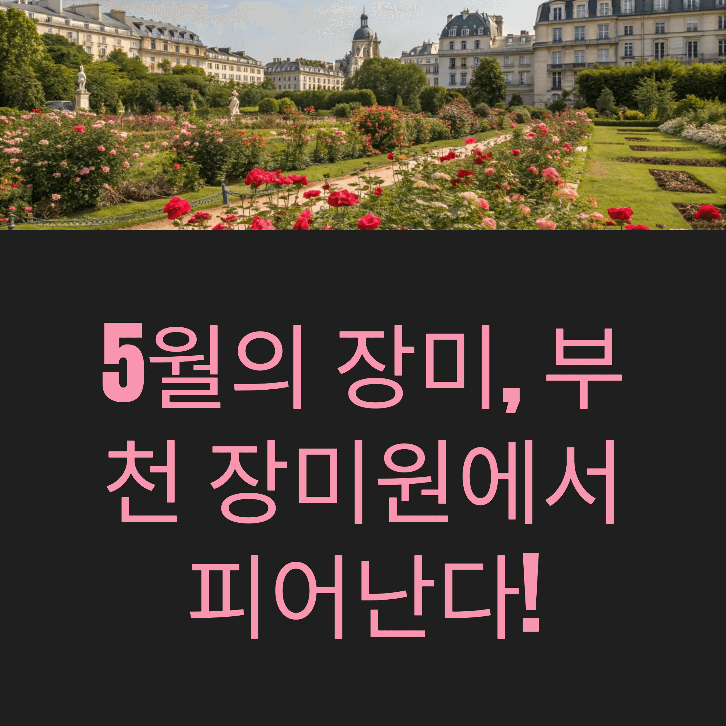 장미원 축제