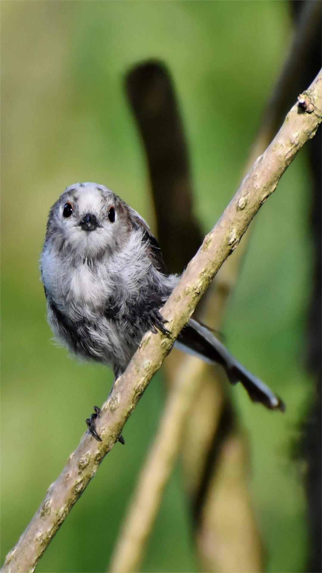 Small Bird Animal Photo iPhone Wallpaper