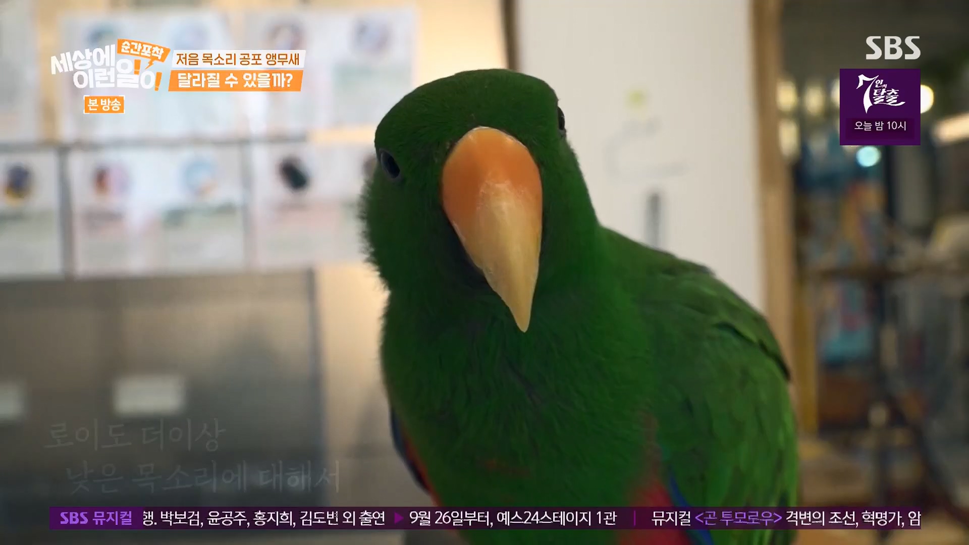 순간포착 세상에 이런일이.E1246.230916p.H264-F1RST.mp4_20230917_171125.723.jpg