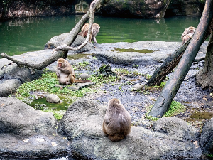 타이베이 여행 추천 타이베이 시립 동물원
