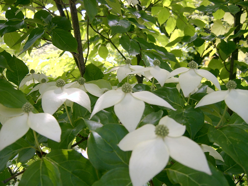 6월, 안산자락길(AnsanJarakgil) 하얀꽃들