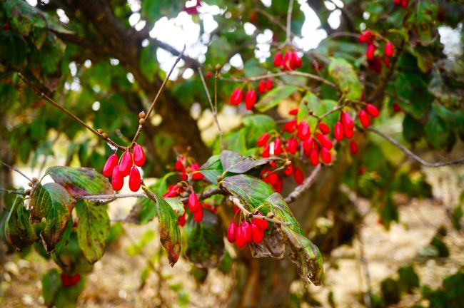 빨간 산수유 열매